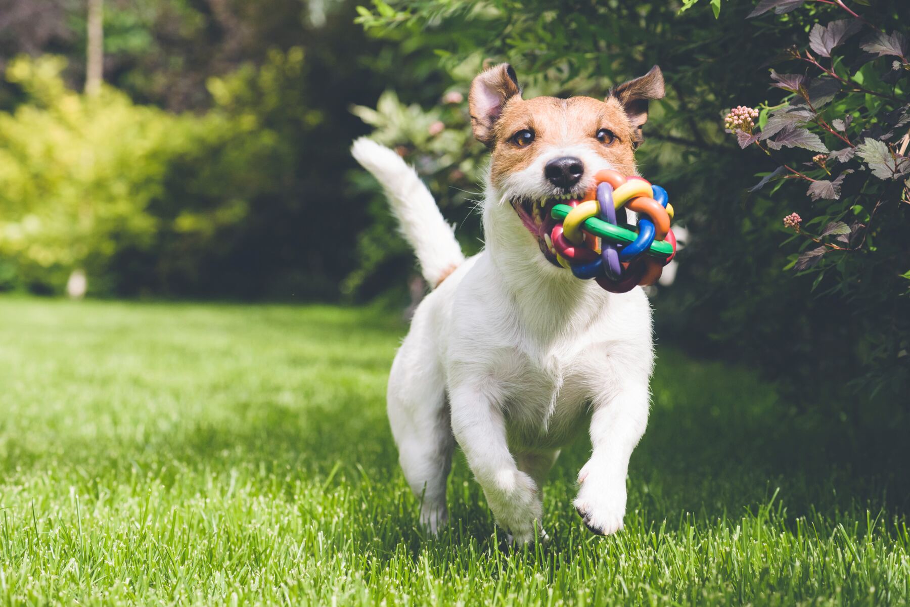 Jack Russell Terrier rennt mit einem Spielball im Maul über eine Wiese
